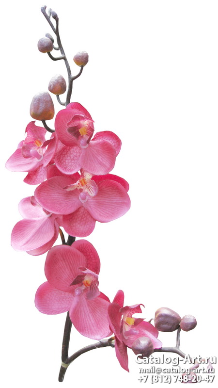 Pink orchids 102